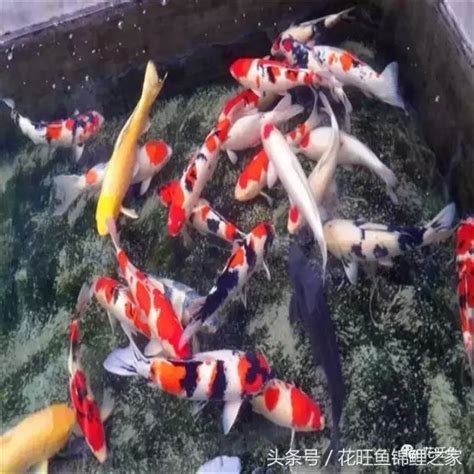 鯉魚招財|可招財旺運的風水魚——錦鯉